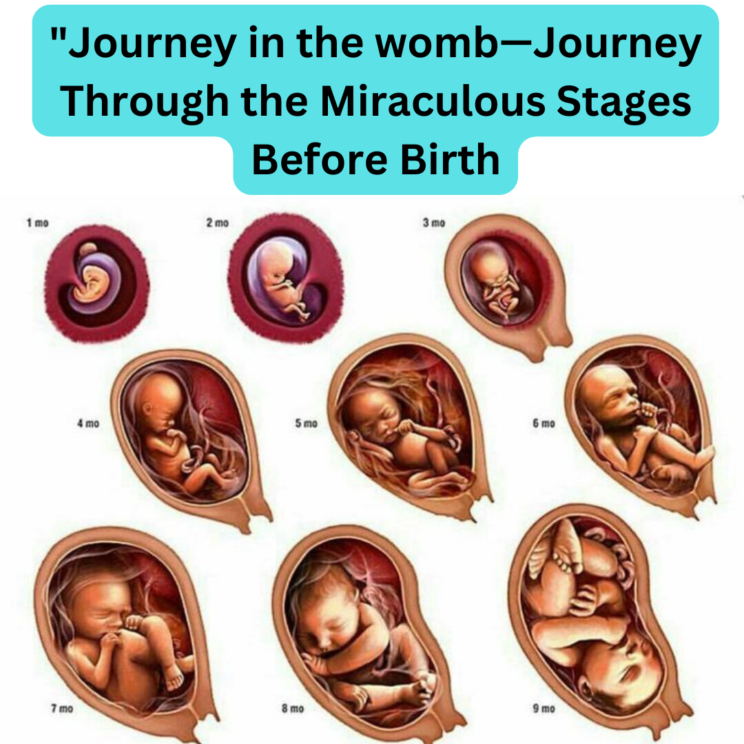 “Journey Through the Miraculous Stages Before Birth: Decoding the ...